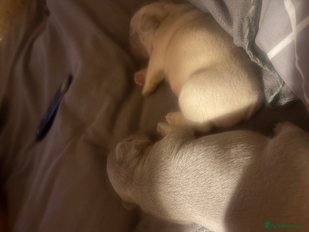 French Bulldog dogs for sale: French bulldogs  - Advert 10