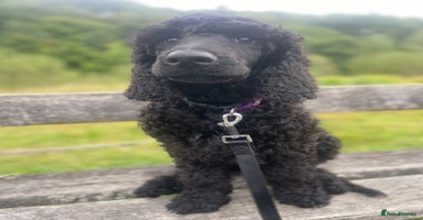 Standard Poodle dogs - Advert 2