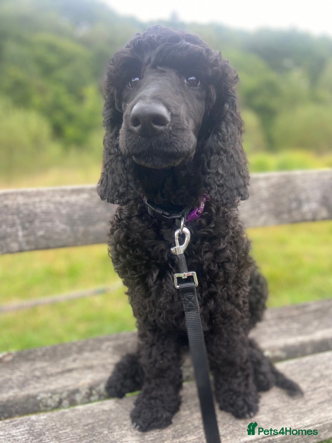 Standard Poodle dogs for sale: Female standard poodle puppies - Image 2
