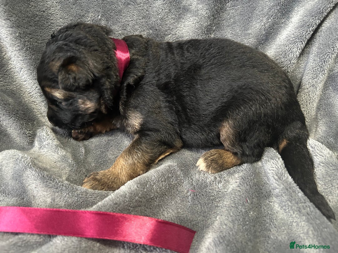 German Shepherd dogs for sale: Kc registered long haired GSD Puppy - Advert 26