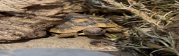 Hermann Tortoise reptiles for sale: Year old hermanns tortoises - Advert 1