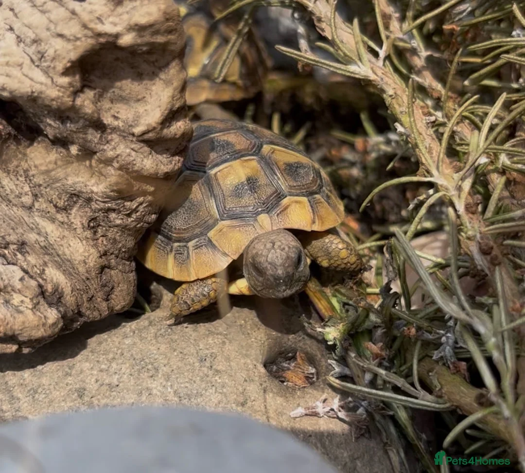 Hermann Tortoise reptiles for sale: Year old hermanns tortoises - Advert 1