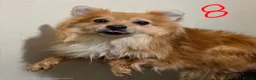 Pomeranian dogs for sale: Adult Dogs Looking for Their Forever  Homes - Advert 3