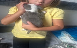 Mixed Breed dogs for sale: American bull staff puppies  - Image 33