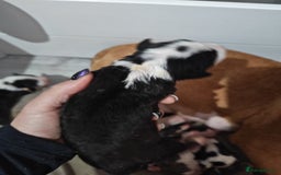 Bull Terrier dogs for sale: Stunning bull terrier pups - Image 17