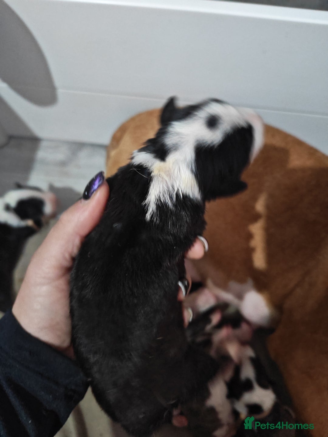 Bull Terrier dogs for sale: Stunning bull terrier pups - Image 17