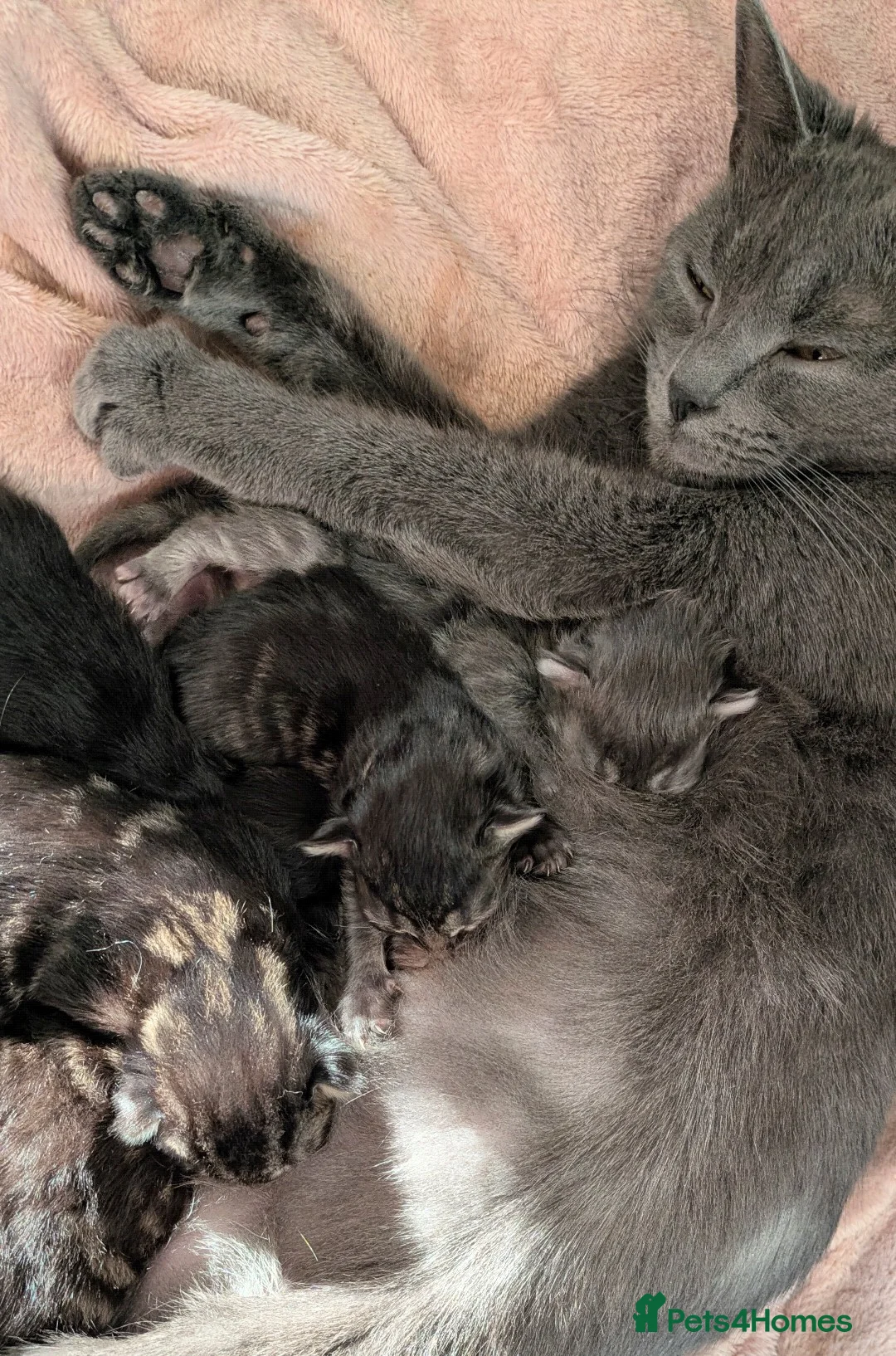Mixed Breed cats for sale: Mixed breed kittens  - Advert 2