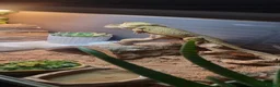 Bearded Dragon reptiles for sale: Bearded dragon for sale  in Manchester - Advert 3