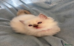Ragdoll cats for sale: Perfect little blue point Ragdoll girls x5 - Image 14