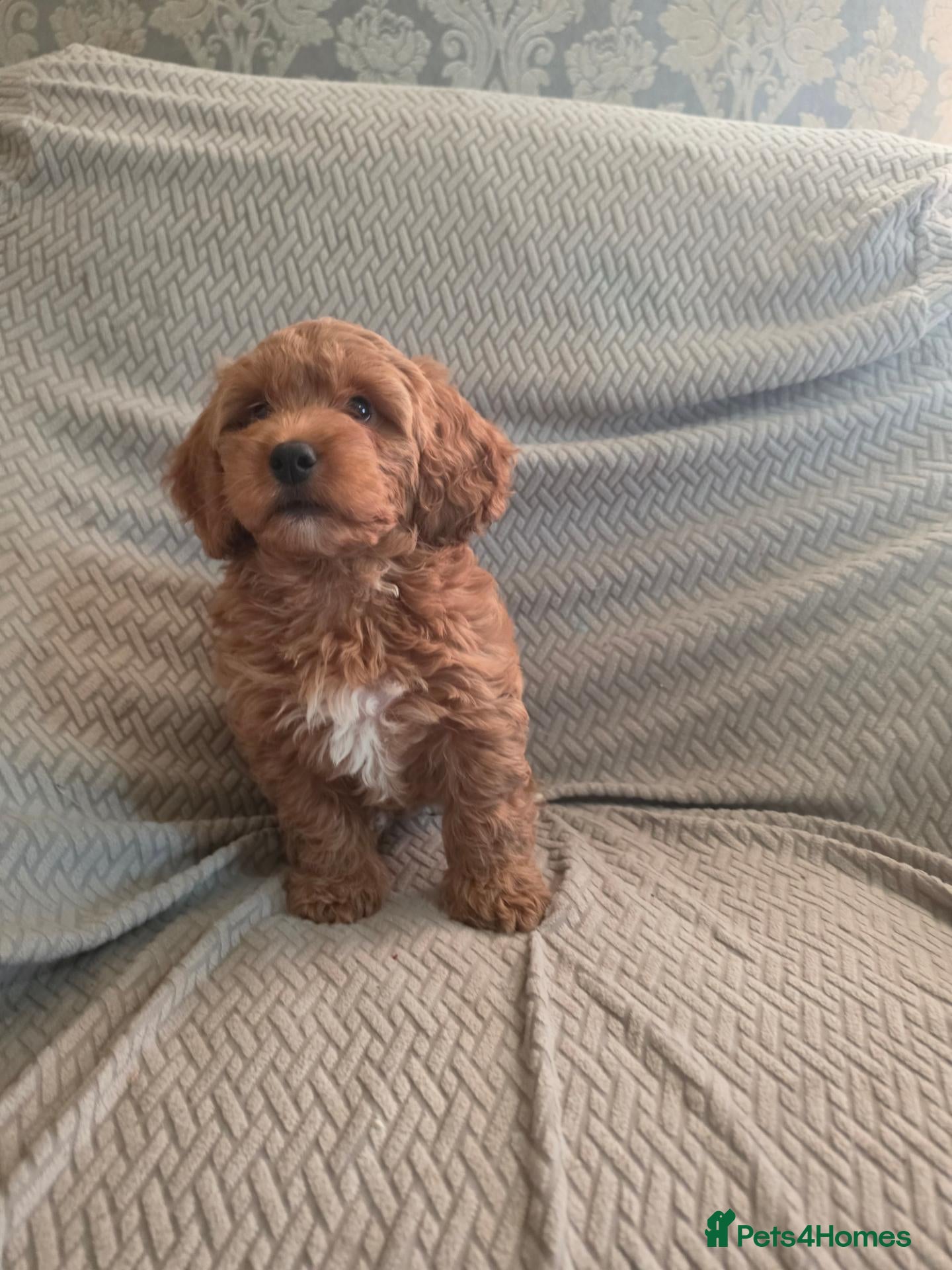 Cockapoo dogs Cockapoo f1b toy READY NOW - Advert 6