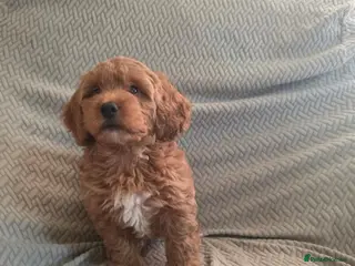 Cockapoo dogs Cockapoo f1b toy READY NOW - Advert 6