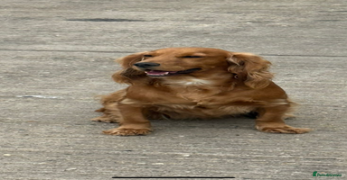 Cocker Spaniel dogs - Advert 7