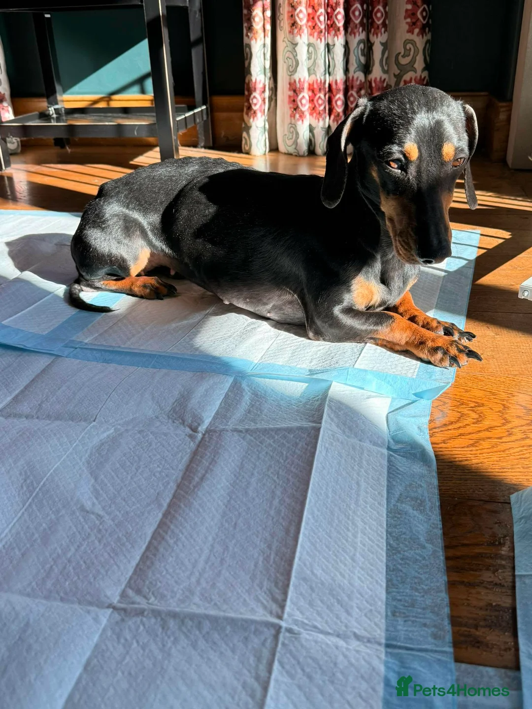 Dachshund dogs for adoption: DOTTY - Advert 7