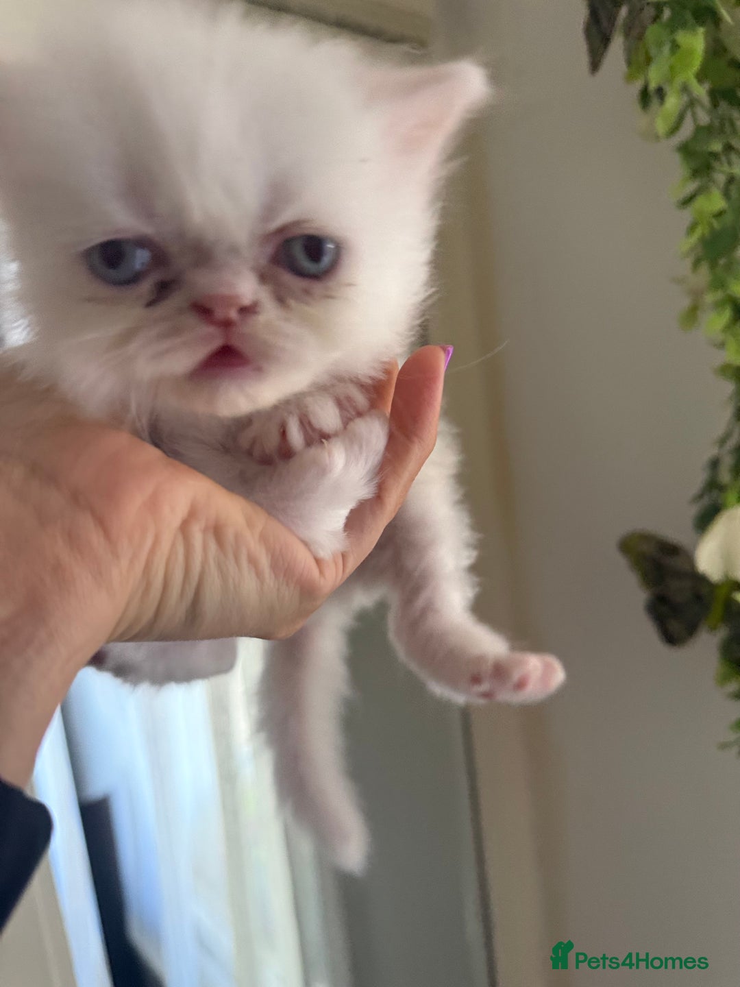 Persian cats for sale: Cute pure pedigree Persian cat in London - Image 1