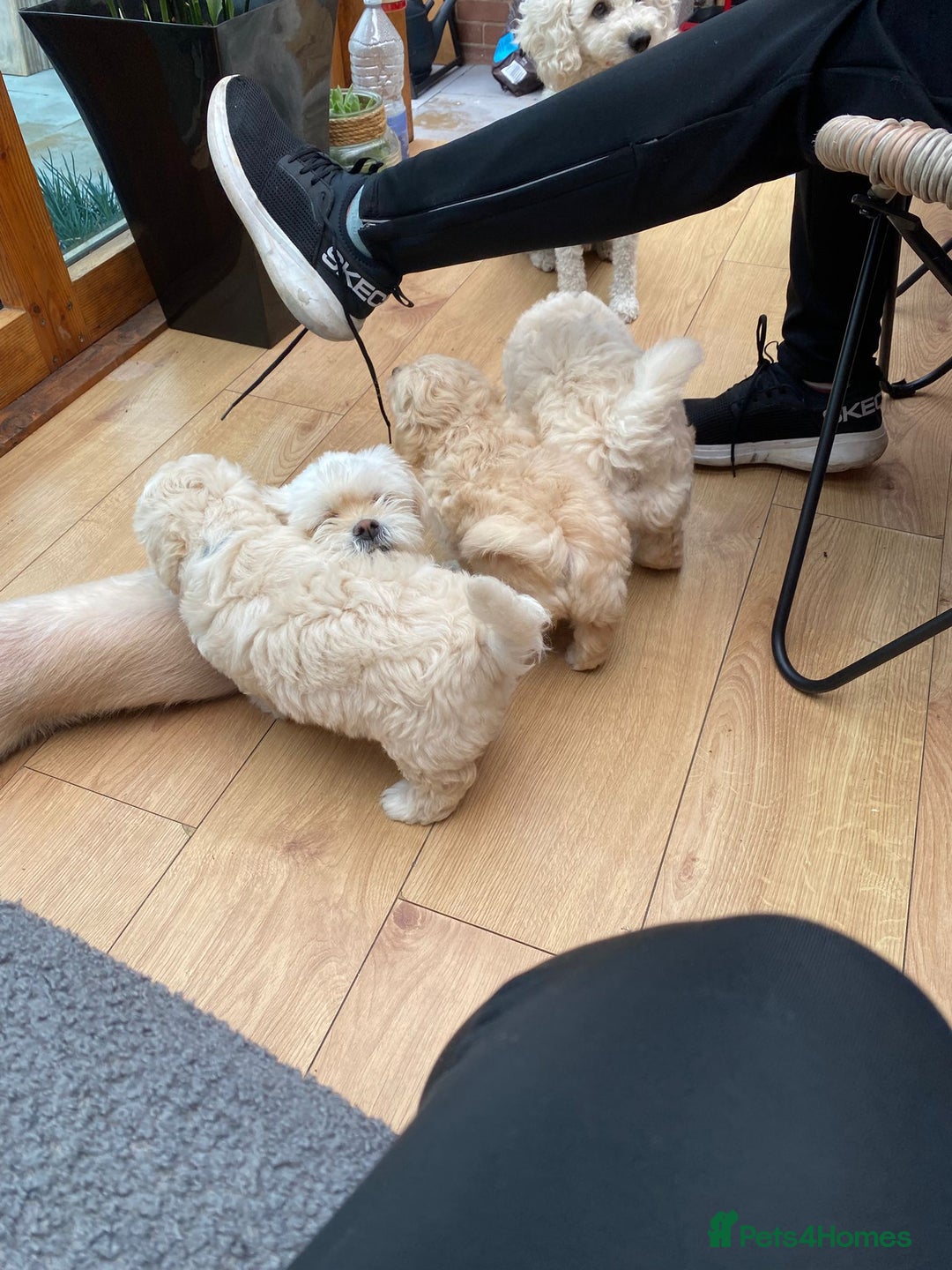 Maltipoo dogs for sale: Adorable F1 Havapoo Puppies | 2 BOYS 1 GIRL - Image 8