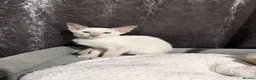Siamese cats for sale: 5 adorable Siamese kittens available  - Advert 15