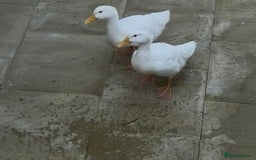Ducks poultry for sale: Peking ducks - Image 1