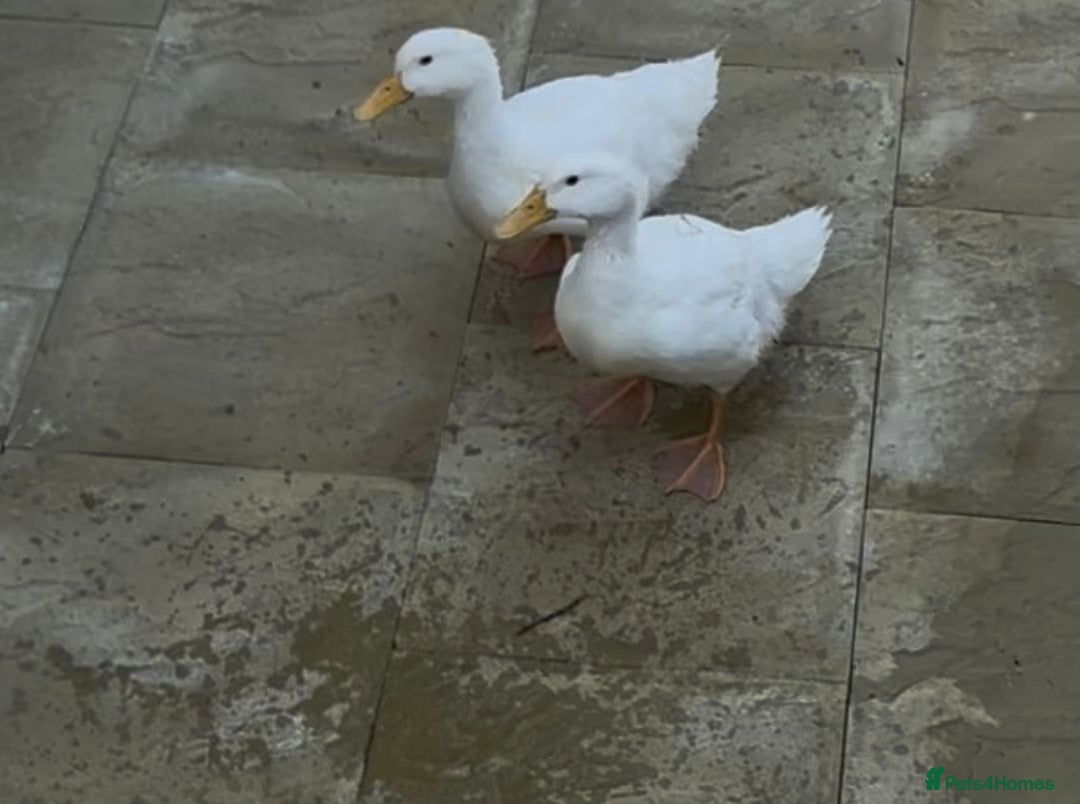 Ducks poultry for sale: Peking ducks - Image 1