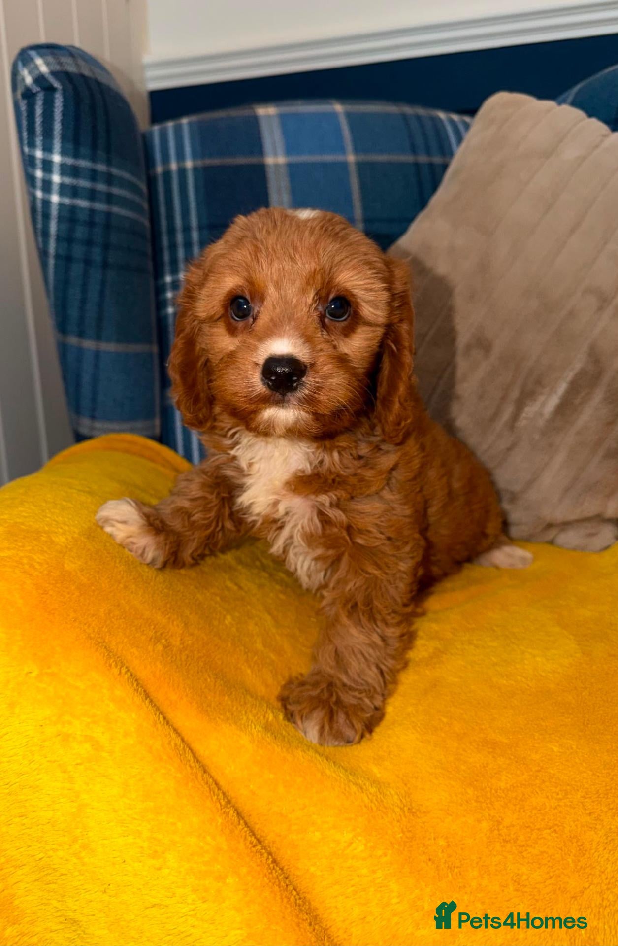 Cavapoo dogs 💙🩵Stunning Red Cavapoos boys 💙🩵 - Advert 1