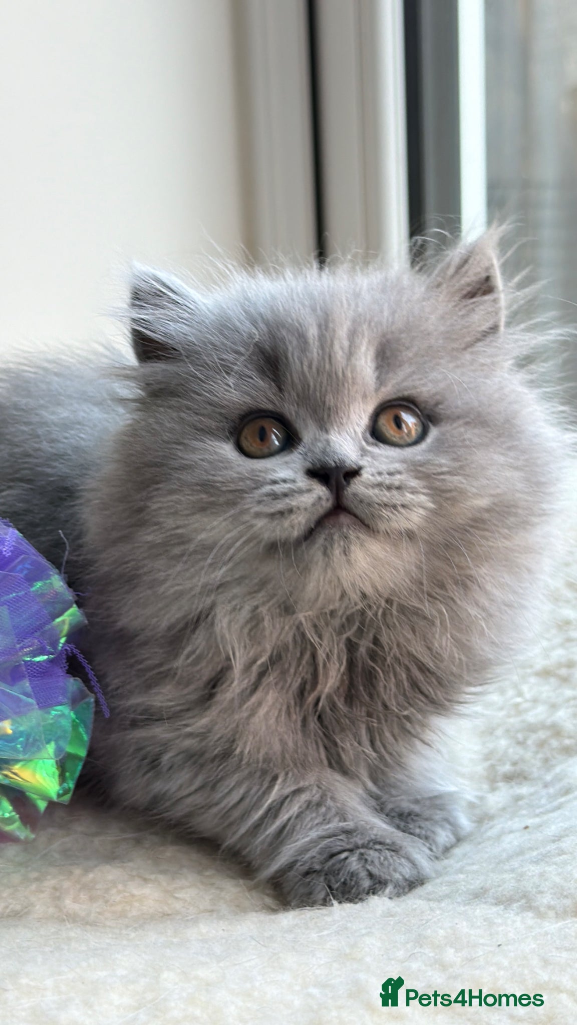 British Shorthair cats Exception quality,Champion bloodlines GCCF/TICA🏆 - Advert 2