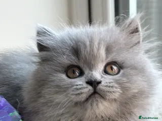 British Shorthair cats Exception quality,Champion bloodlines GCCF/TICA🏆 - Advert 2