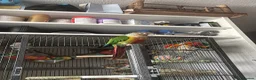 Conures birds for sale: Green cheeked conure  - Advert 7