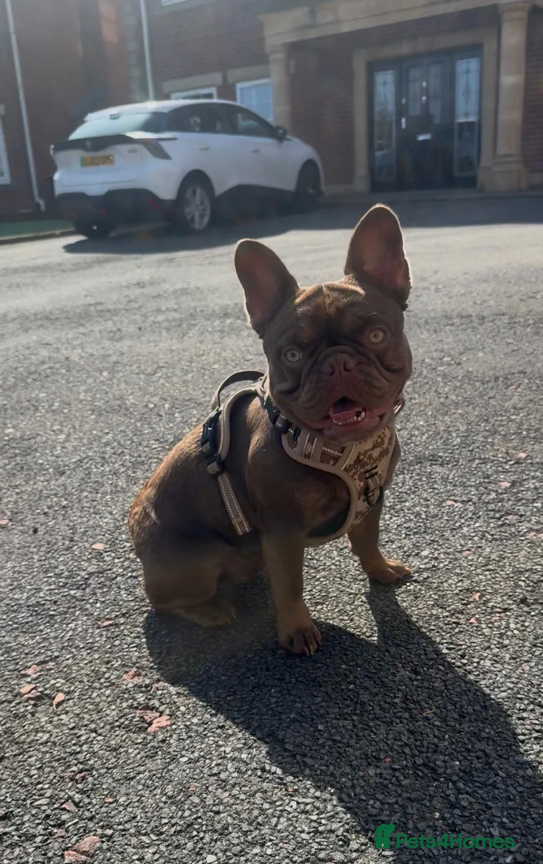 French Bulldog dogs for stud: Rojo tan French bulldog stud  - Advert 2