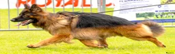 German Shepherd dogs for stud: Long Haired German shepherd  - Advert 5