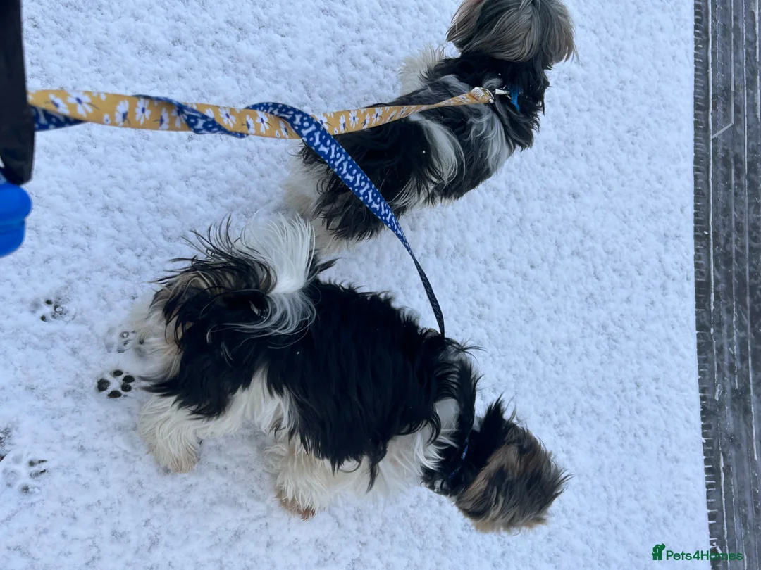 Yorkshire Terrier dogs for sale: Two biewer terrier brothers - Advert 11