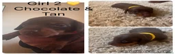 Miniature Dachshund dogs for sale: Beautiful Miniature Dachshunds  in Ballycastle - Advert 5