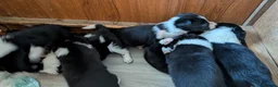 Border Collie dogs for sale: Collie pups from working strain in Tain - Advert 4