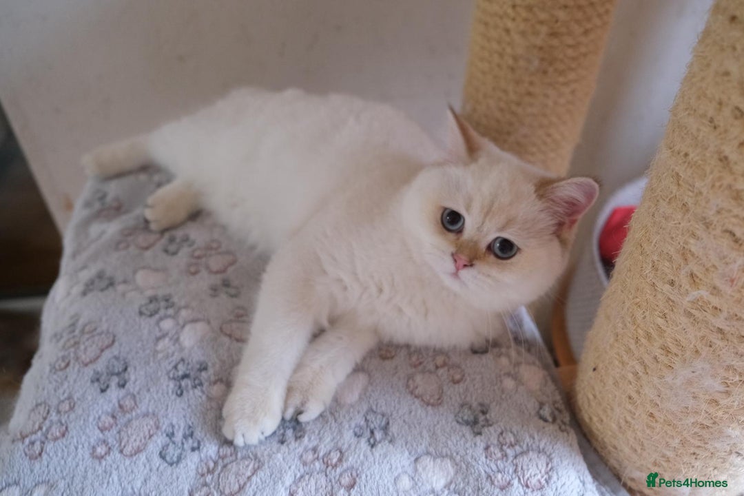 Scottish Fold cats for sale: Scottish fold and straight kittens  - Advert 12