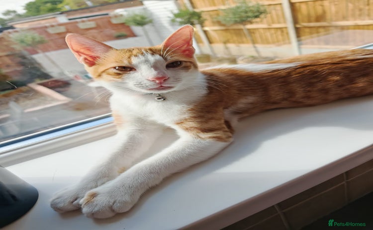 Arabian Mau cats - Advert 1