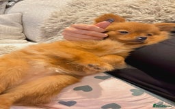 Pomeranian dogs for sale: Beautiful 6-Month-Old Pomeranian Girl for Sale  - Image 8