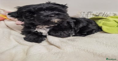 Yorkshire Terrier dogs in Billericay - Advert 8