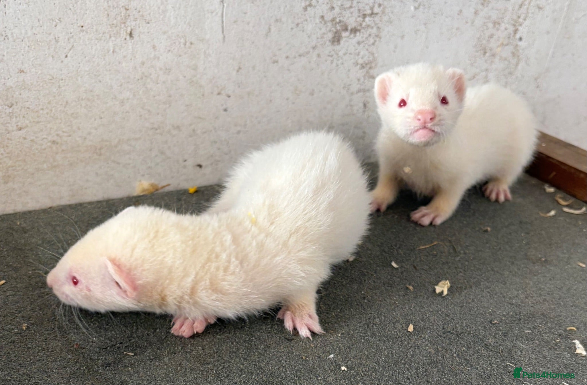 Ferret rodents Baby ferrets  - Advert 2