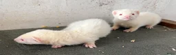 Ferret rodents for sale: Baby ferrets  - Advert 2