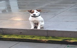 Jack Russell dogs for stud: Stunning Jack Russell Stud - Image 2