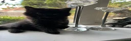Mixed Breed cats for sale: 🐾 Lovely Kittens Looking for a Loving Home 🐾 - Advert 14