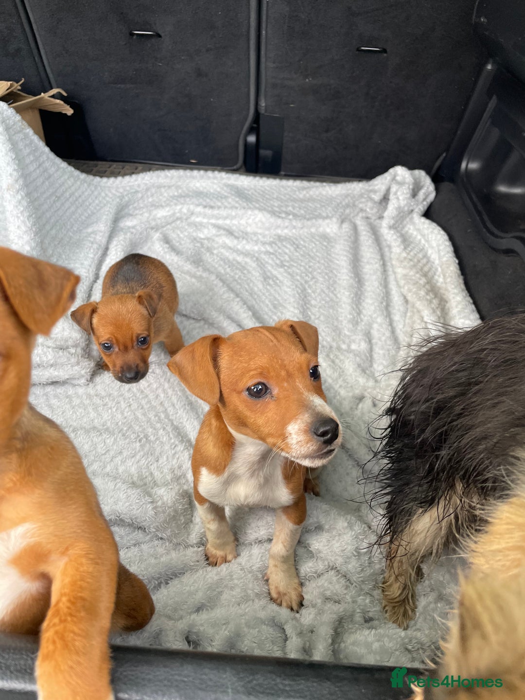 Mixed Breed dogs for sale: Jack Russell x Yorkshire terrier puppies  - Image 7