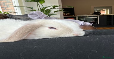 Mini Lop rabbits - Advert 15