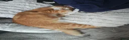 Mixed Breed cats for sale: Ginger kitten  in Sunderland - Advert 4