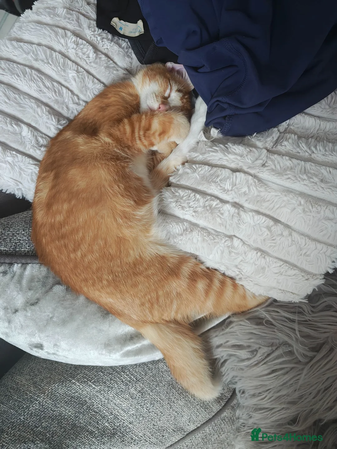 Mixed Breed cats for sale: Ginger kitten  in Sunderland - Advert 4
