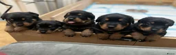 Rottweiler dogs for sale: Rottweiler pups due soon - health tested parents - Advert 11