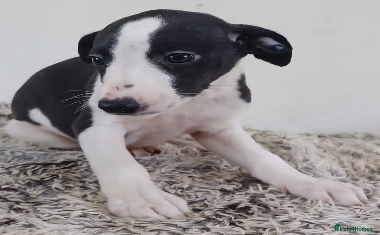 Whippet dogs - Advert 14