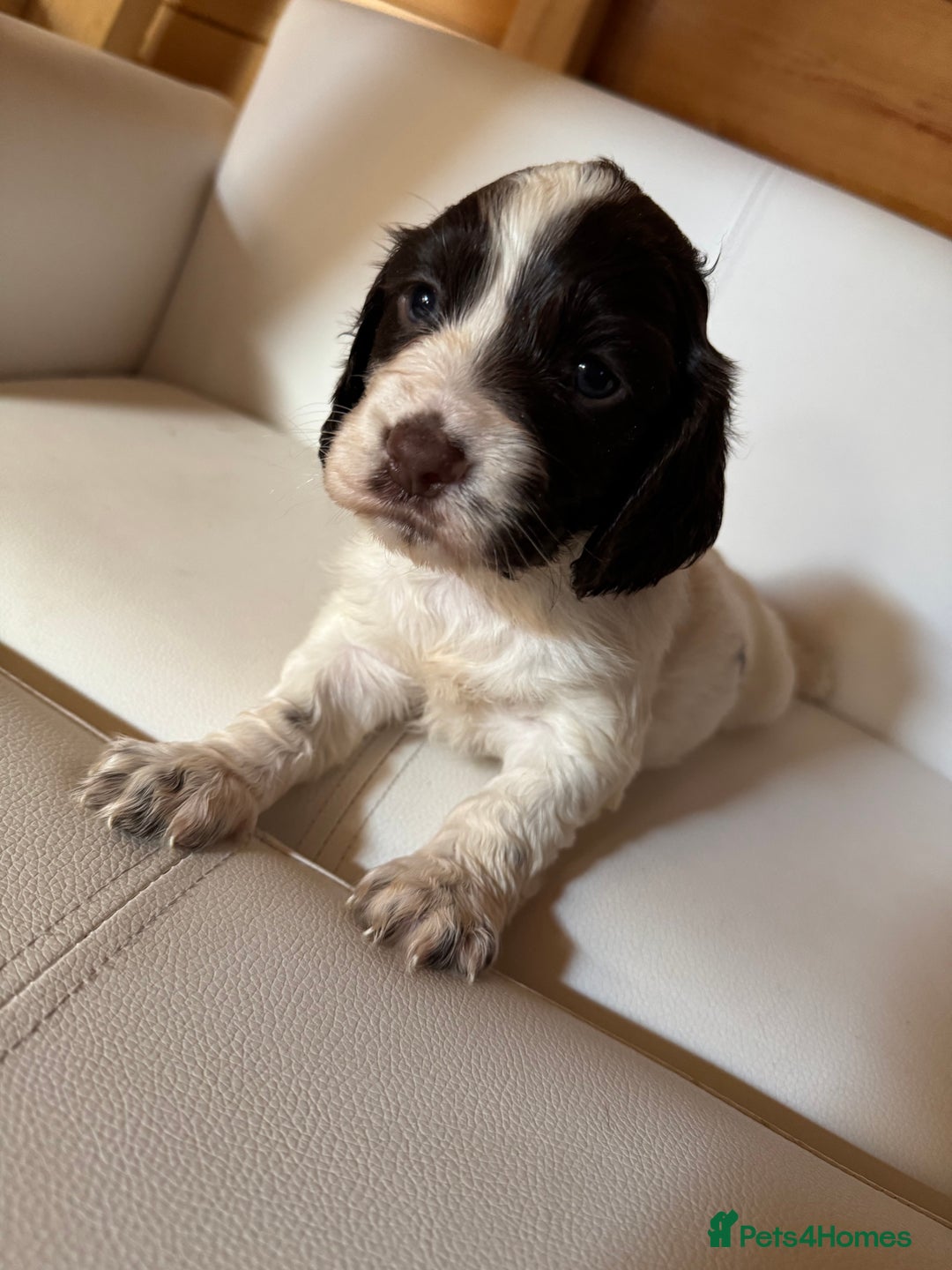 Cocker Spaniel dogs for sale: Cocker spaniel puppies - Image 4