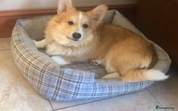 Welsh Corgi Pembroke dogs for sale: KC registered Pembrokeshire corgi puppy  - Image 5