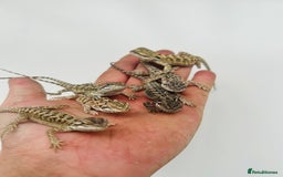 Bearded Dragon reptiles for sale: Baby bearded dragons  - Image 2