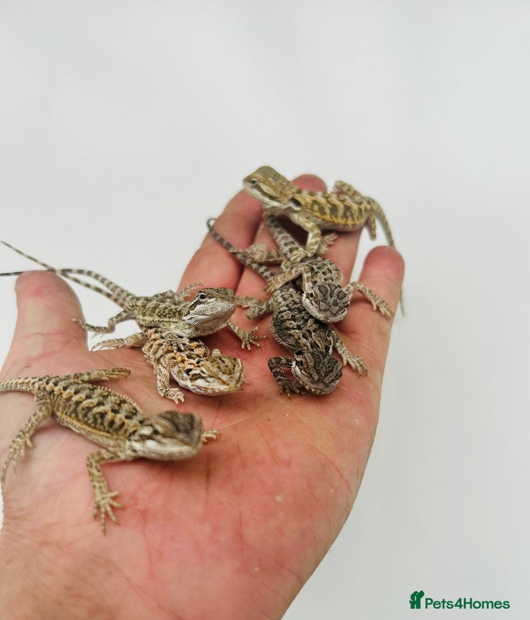 Bearded Dragon reptiles for sale: Baby bearded dragons  - Image 2