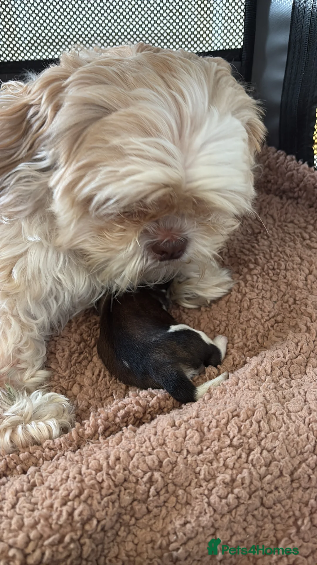 Shih Tzu dogs for sale: Outstanding Shihtzu boy, KC Reg Rocky Phoenix - Advert 6